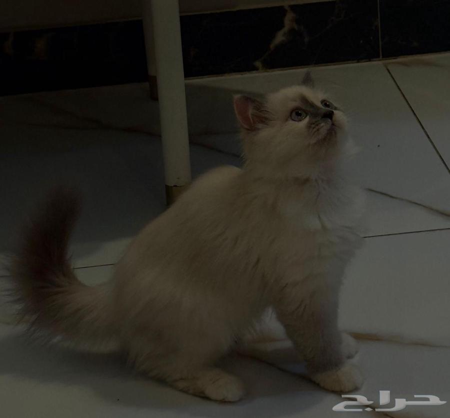 For sale, there are other cats that have not been displayed63360923612033112
