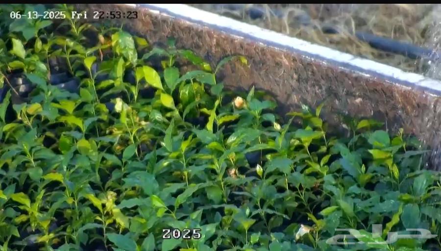 We have seedlings of Ban Shadwi and coffee of Ban Shada.63364382907905114