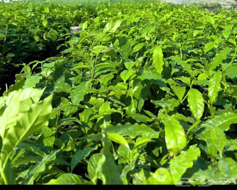 We have seedlings of Ban Shadwi and coffee of Ban Shada.63364382907905112