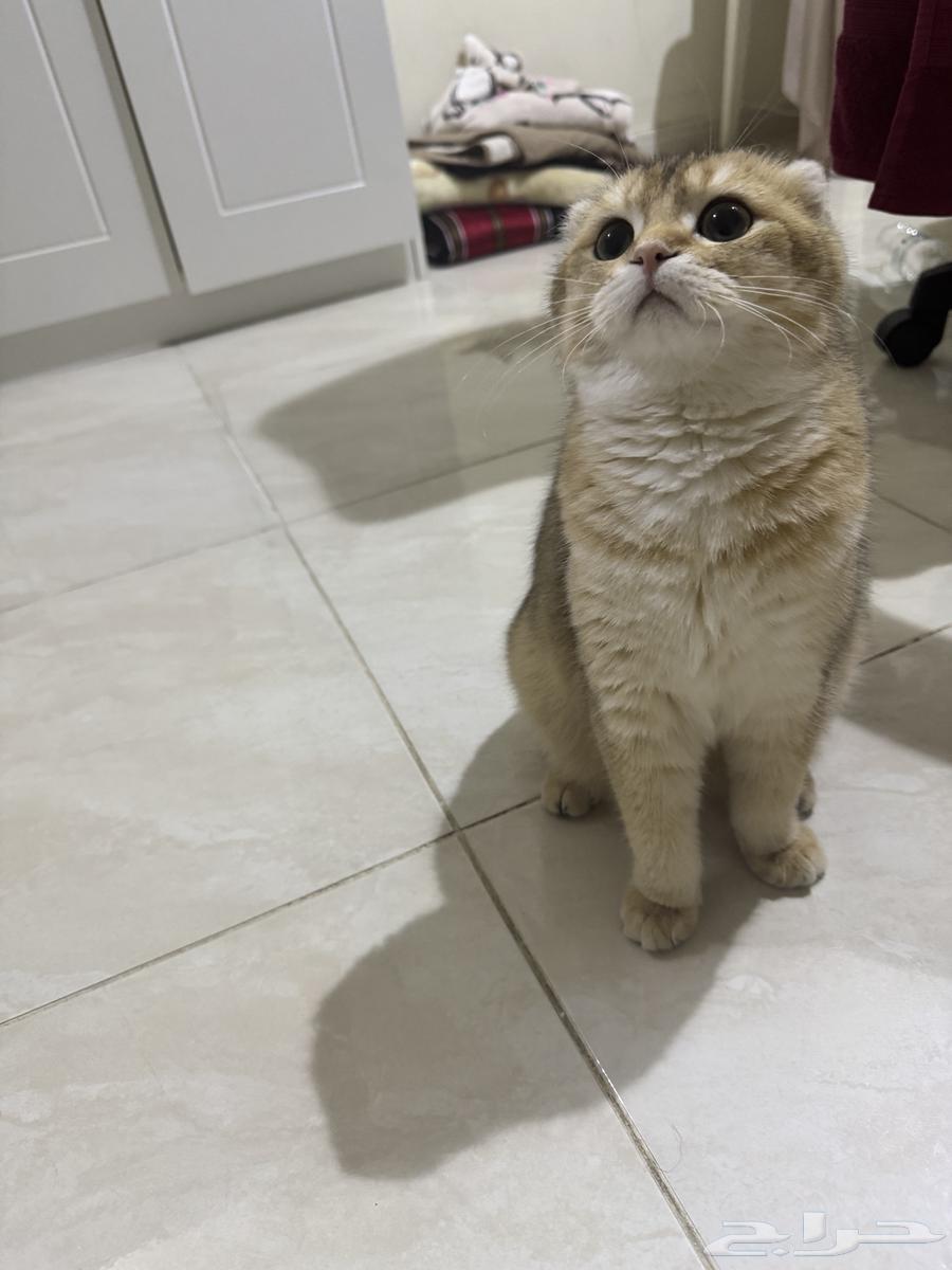 سكوتش فولد63470265787907113