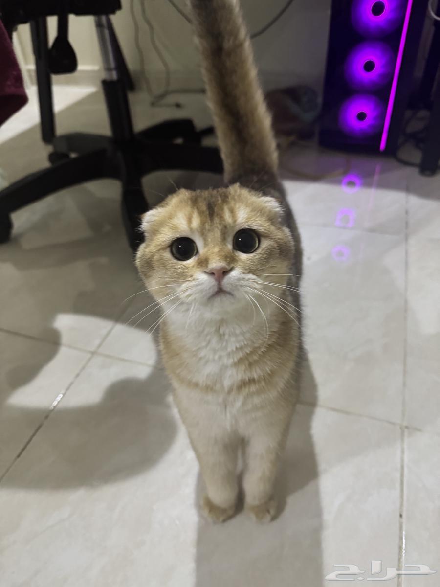 سكوتش فولد63470265787907114
