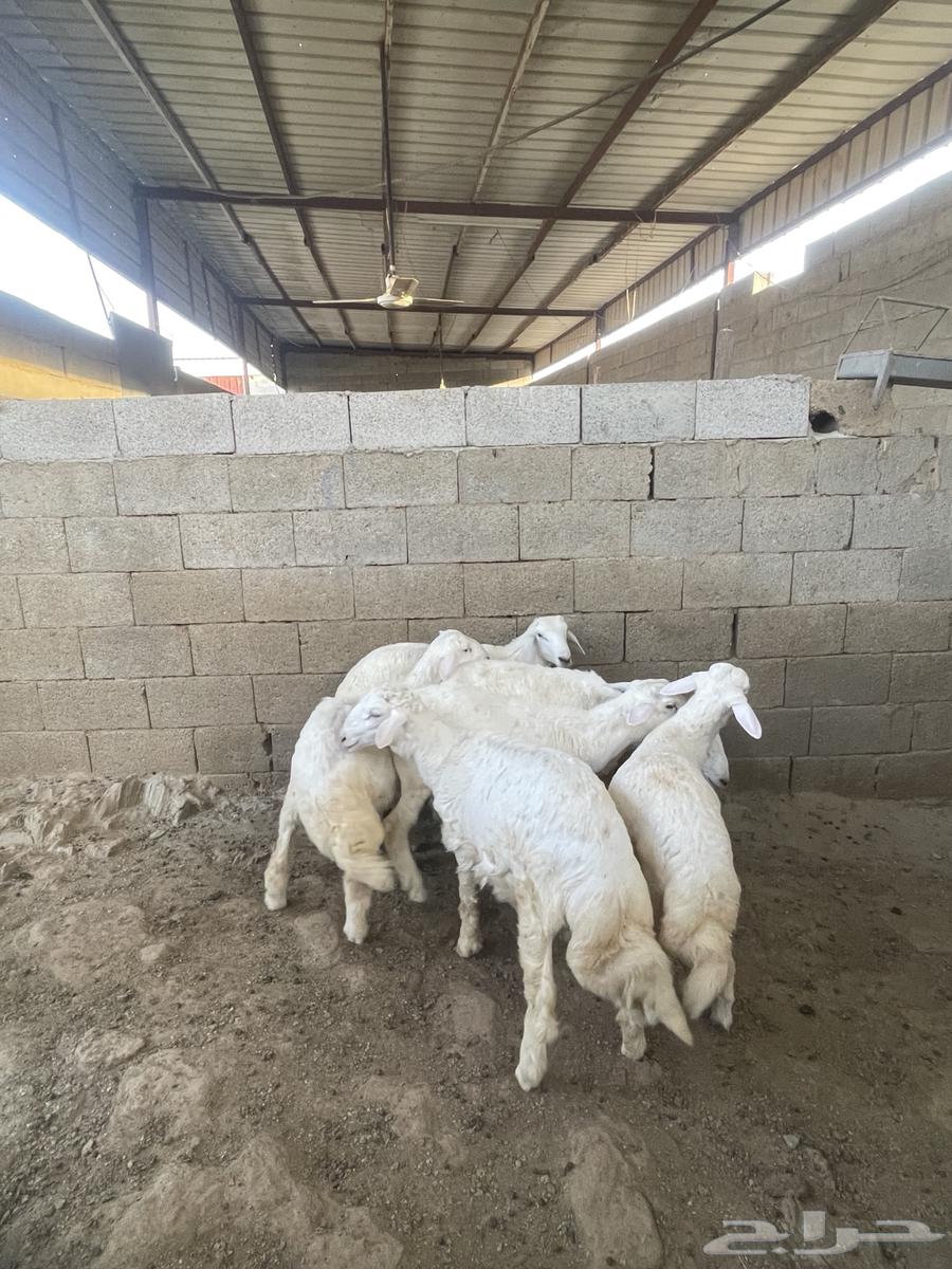 خرفان مناسبات العرضيه الجنوبيه63398337643649111