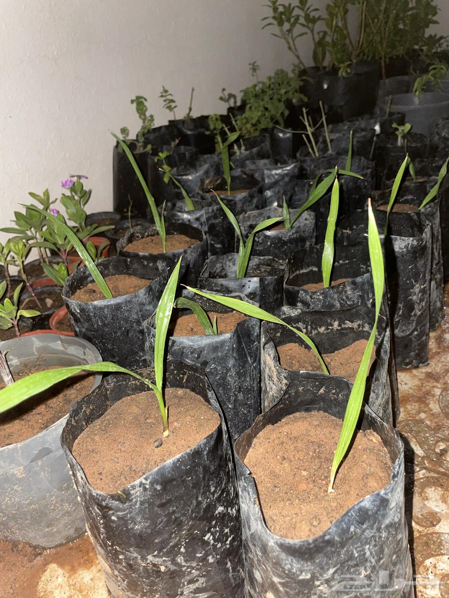 نخل واشنطوني63365864248578111
