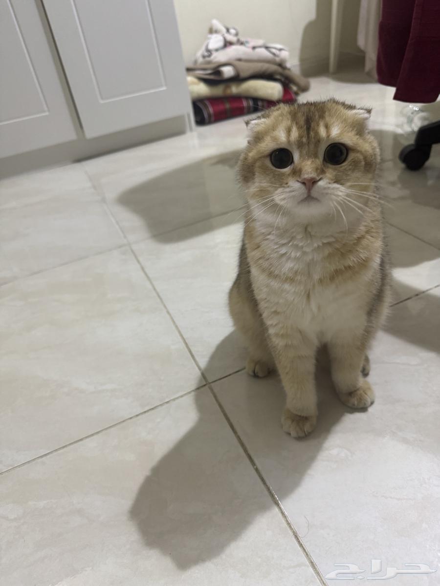 سكوتش فولد63470265787907112