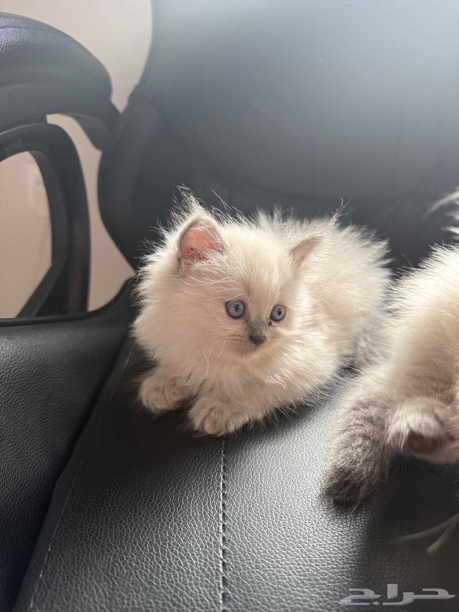 Cats for sale63359647680257111