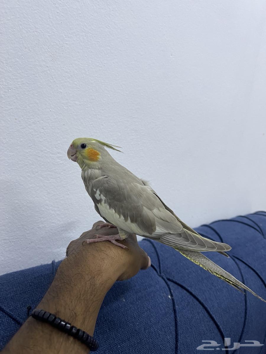 فرخ كروان اليف633605176704011117