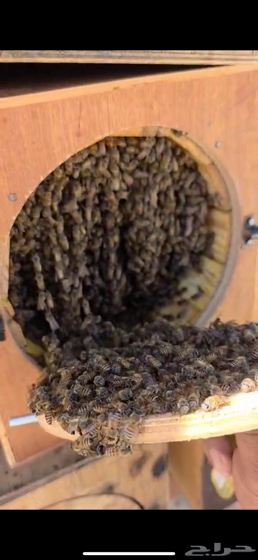 Local honey producer63361639665537114