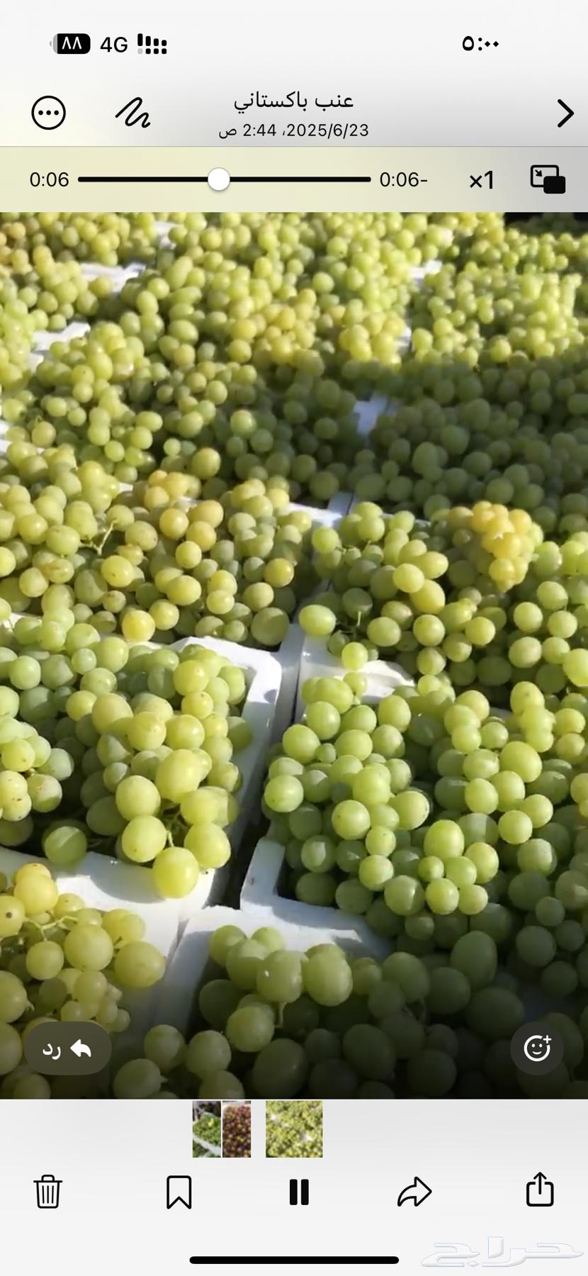 عنب حائل وورق عنب63031008489987111