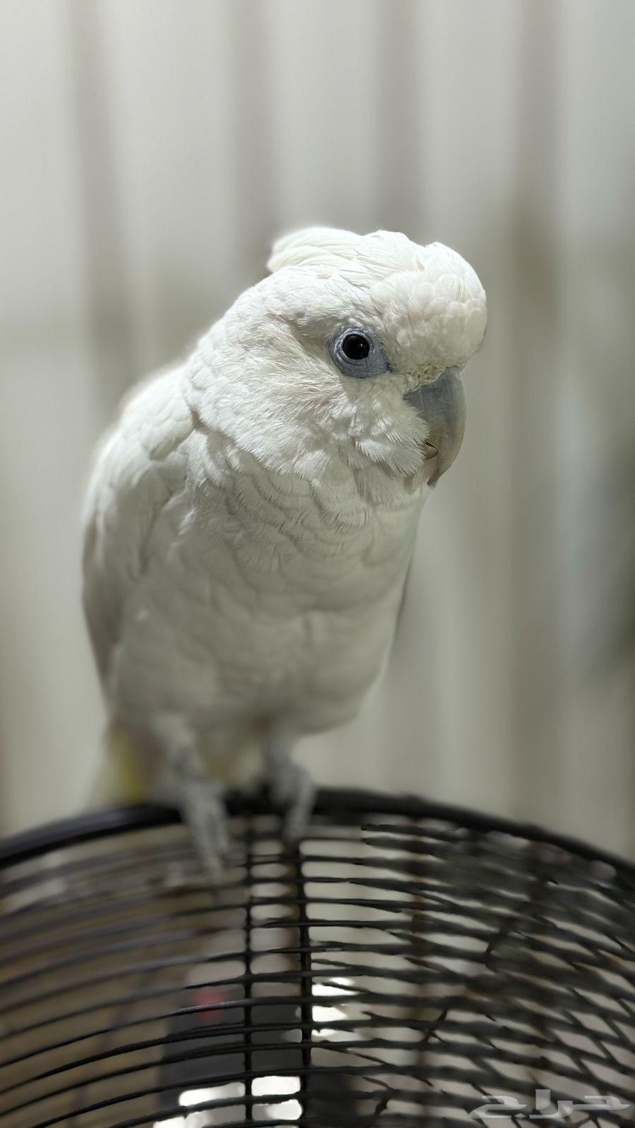 كوكاتو63363708201089119