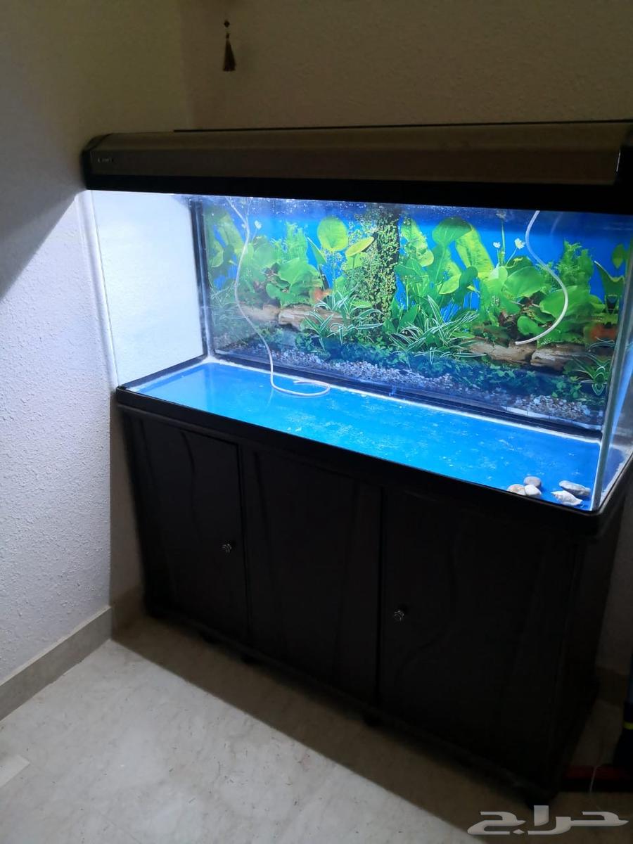 1.20-meter fish tank for sale, elegant decoration and fully equipped633631089603851128