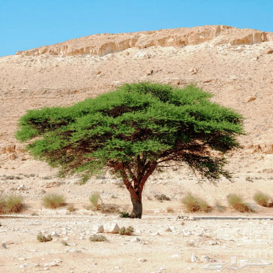 Talh Najdi633587867859211122