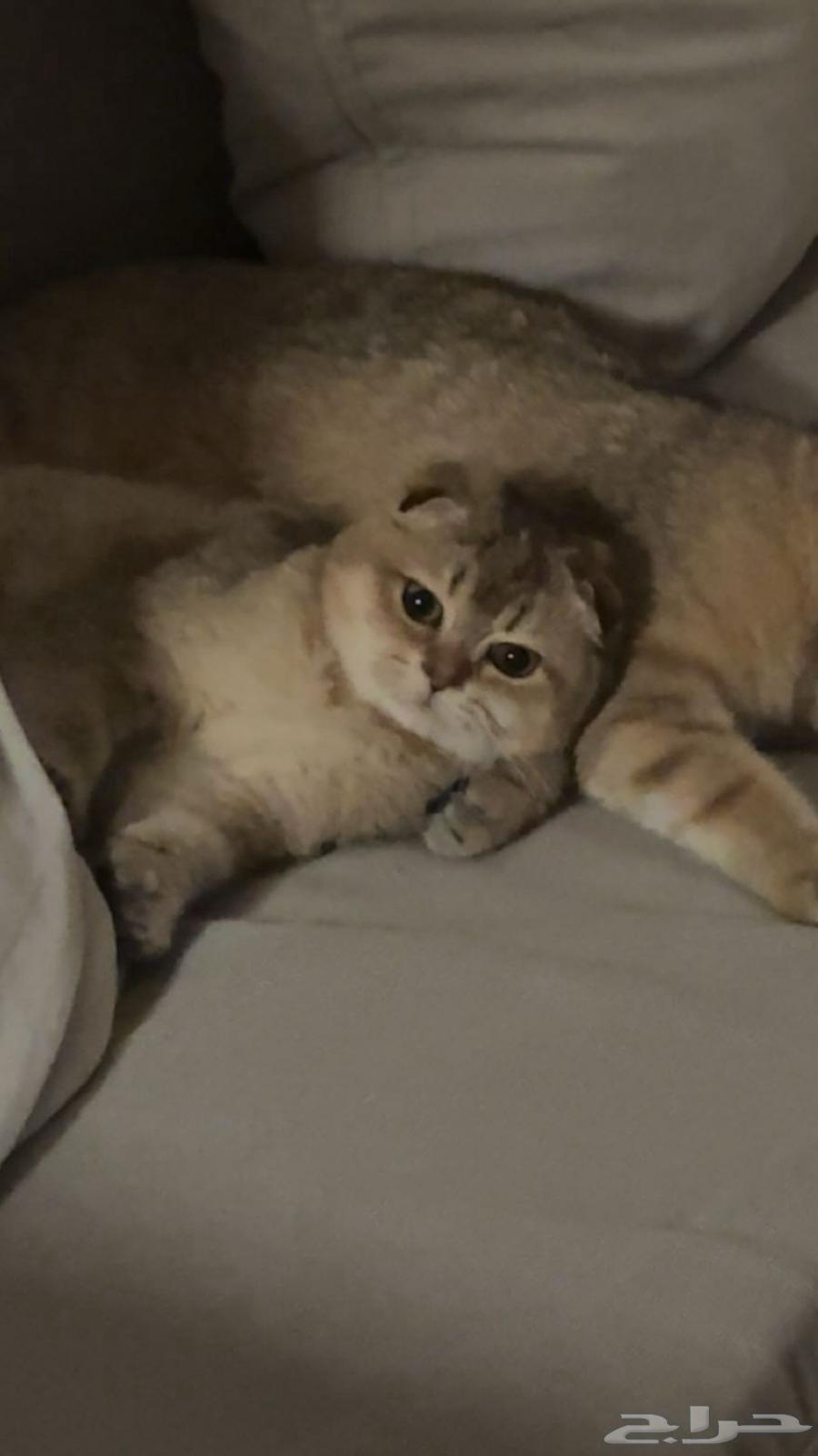 Scottish cat for sale63352954950401110