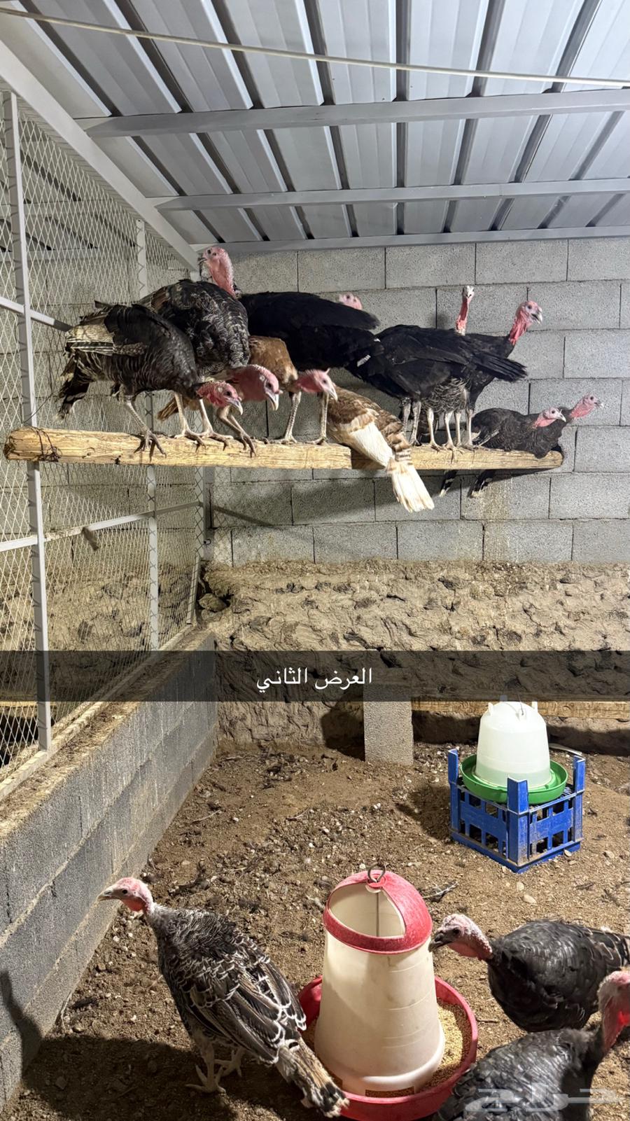 دجاج رومي صوص رومي63366762391426113