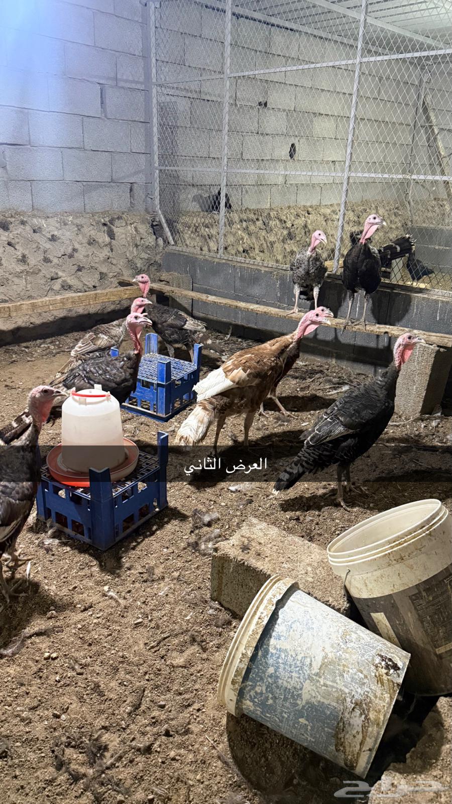 دجاج رومي صوص رومي63366762391426114