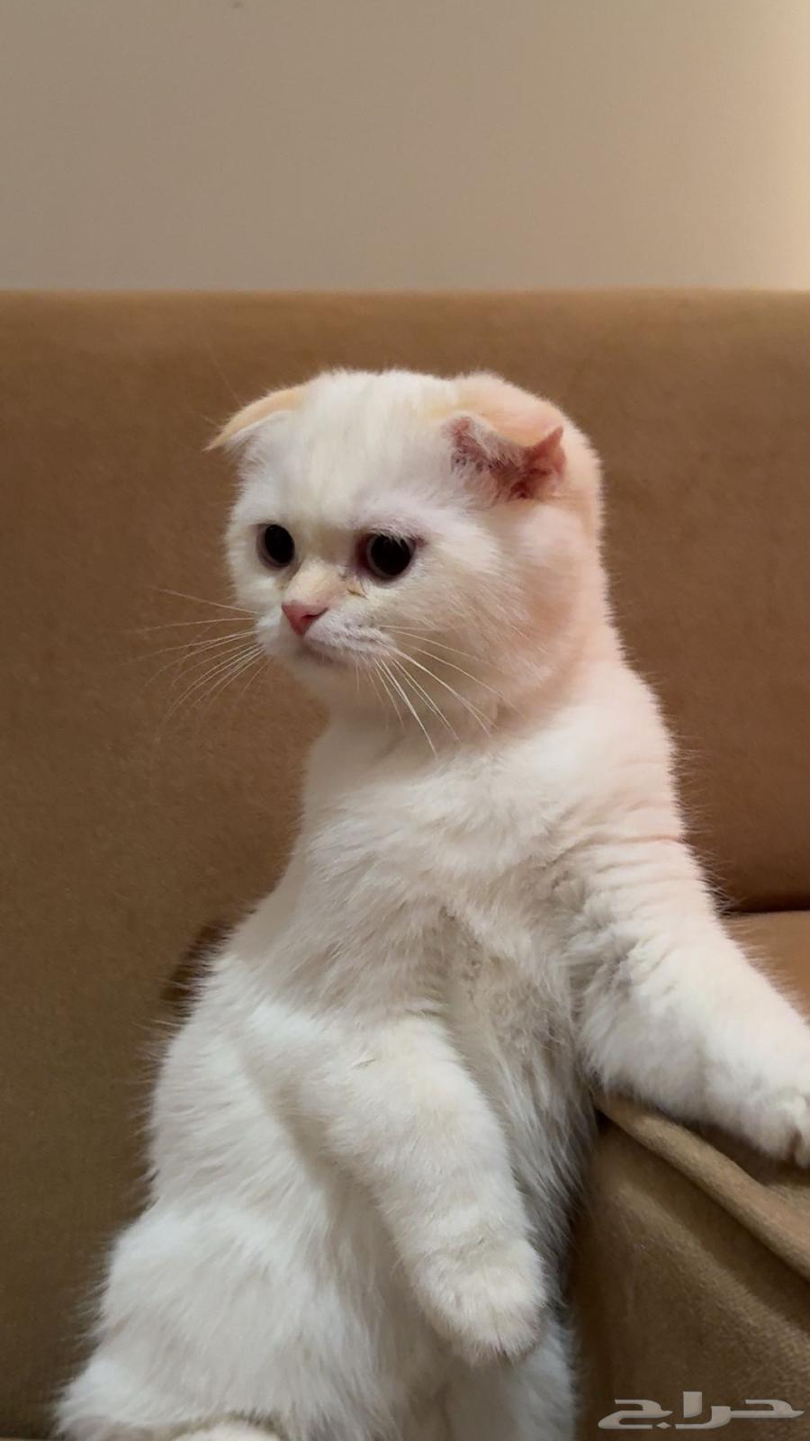سكوتش63357499852801111
