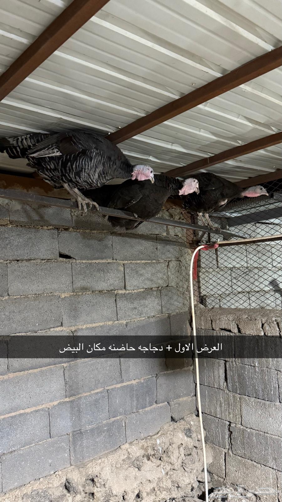 دجاج رومي صوص رومي63366762391426112