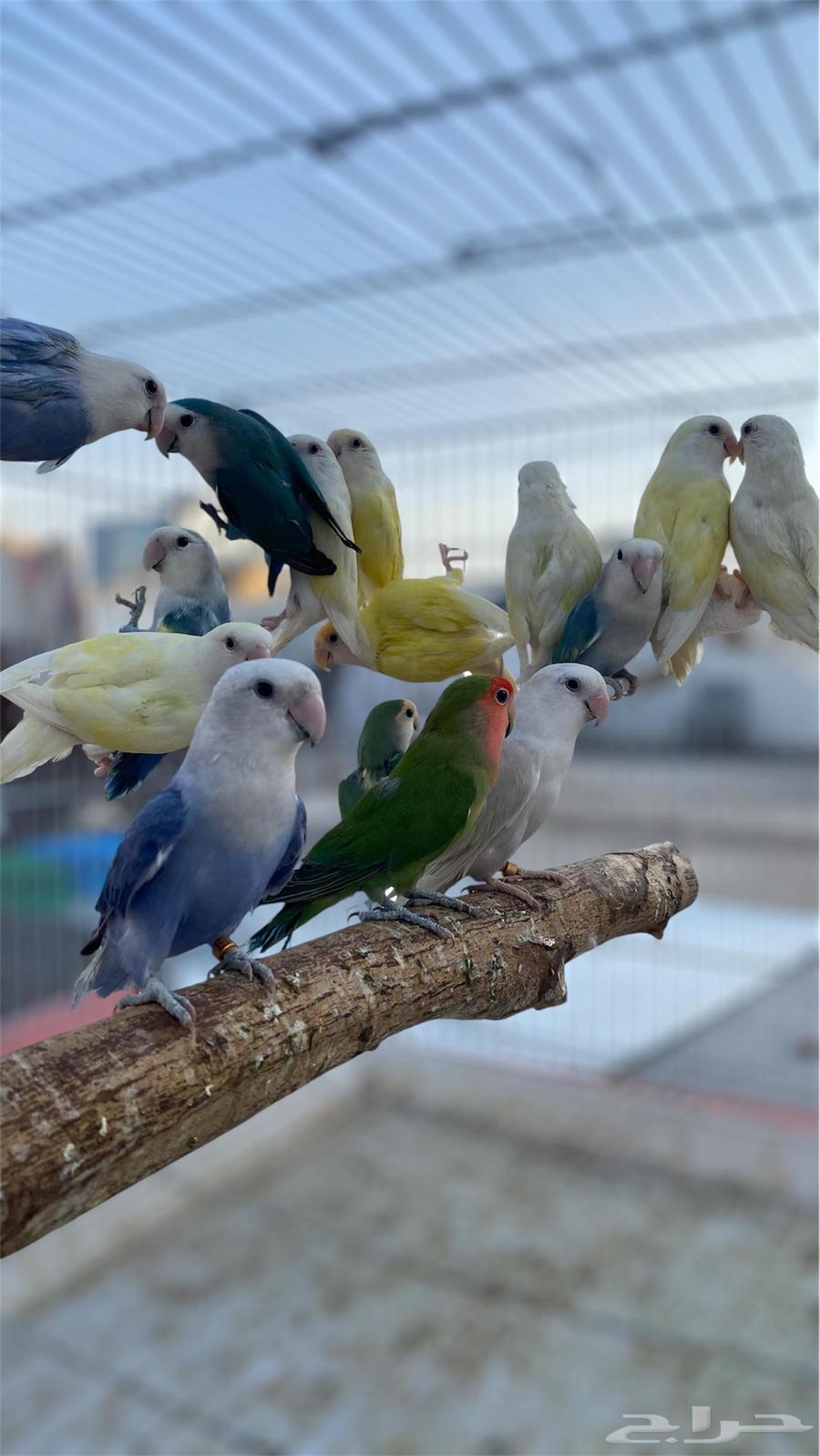 طبات روزات جواهز شرط633545553178901125