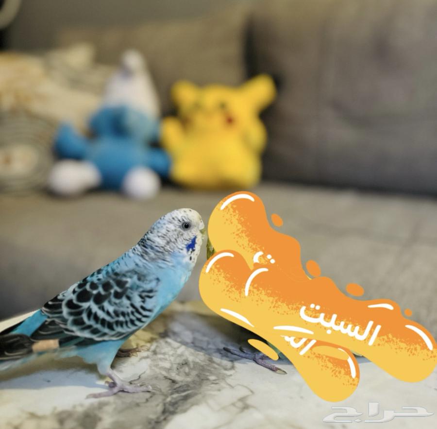 عصفور بادجي633588727116811120