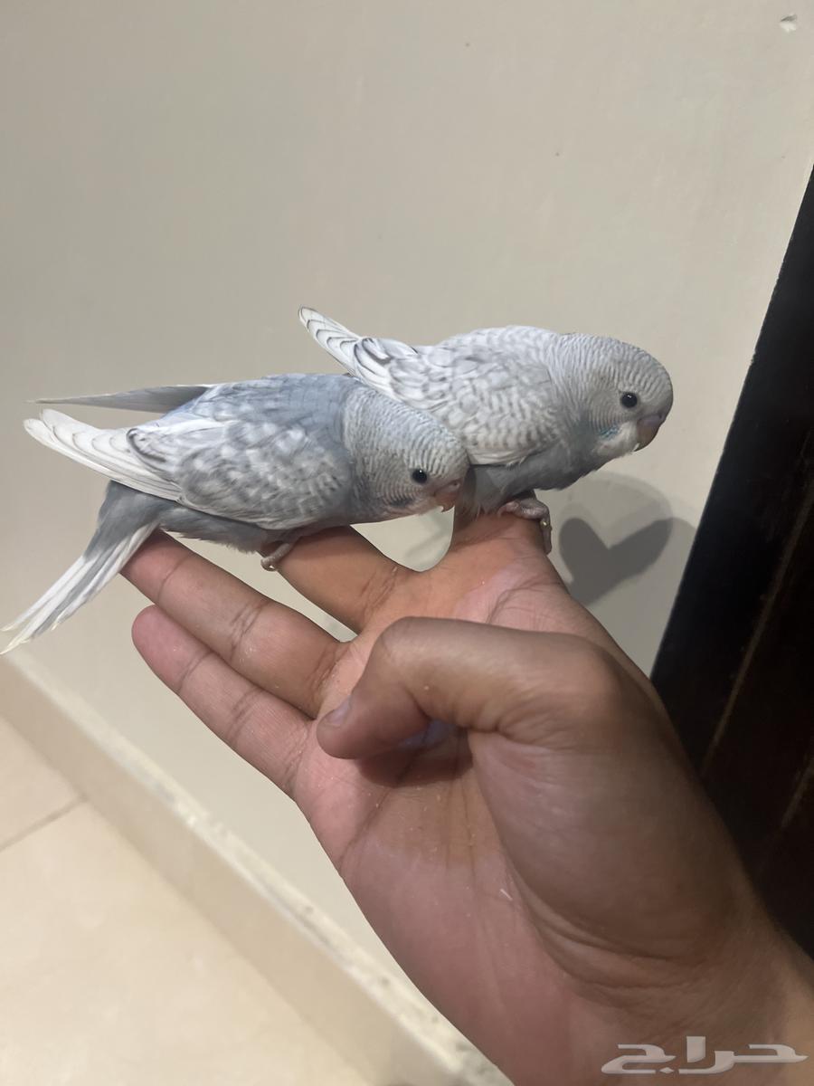 فروخ بادجي على وشك فطام63358664044035112