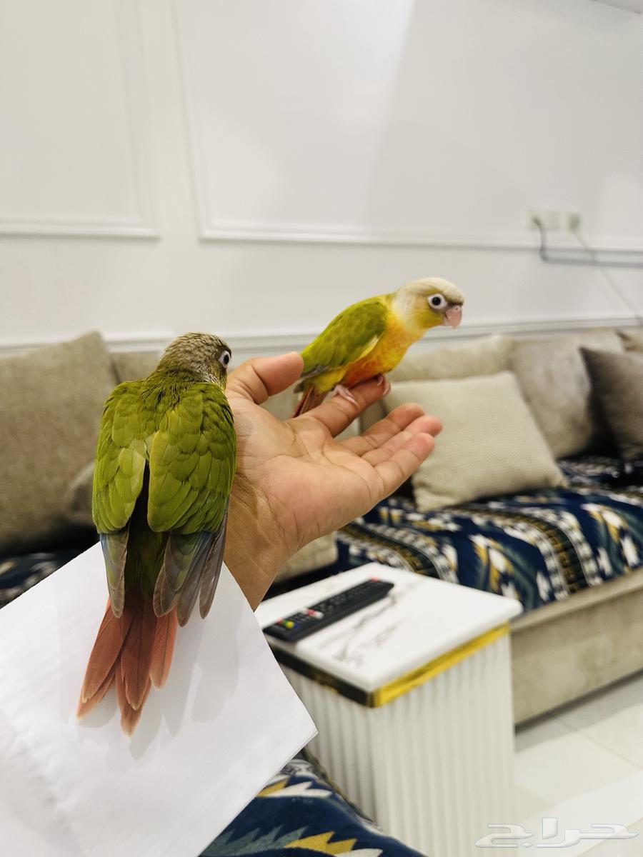 فروخ كنيور اناناس (نهاية غر )63356574209922114
