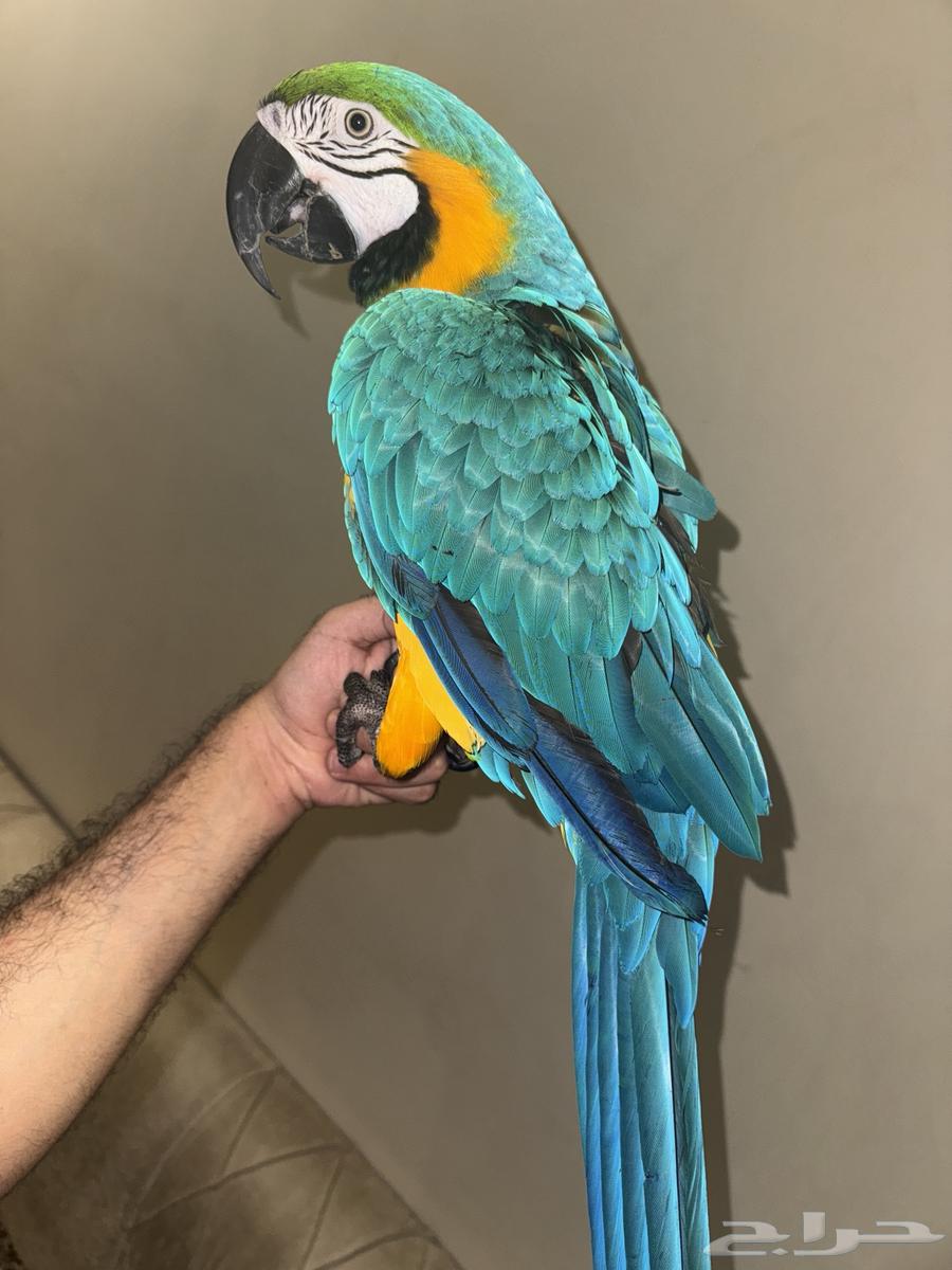 للبيع مكاو بسعر مغري63354409360771110