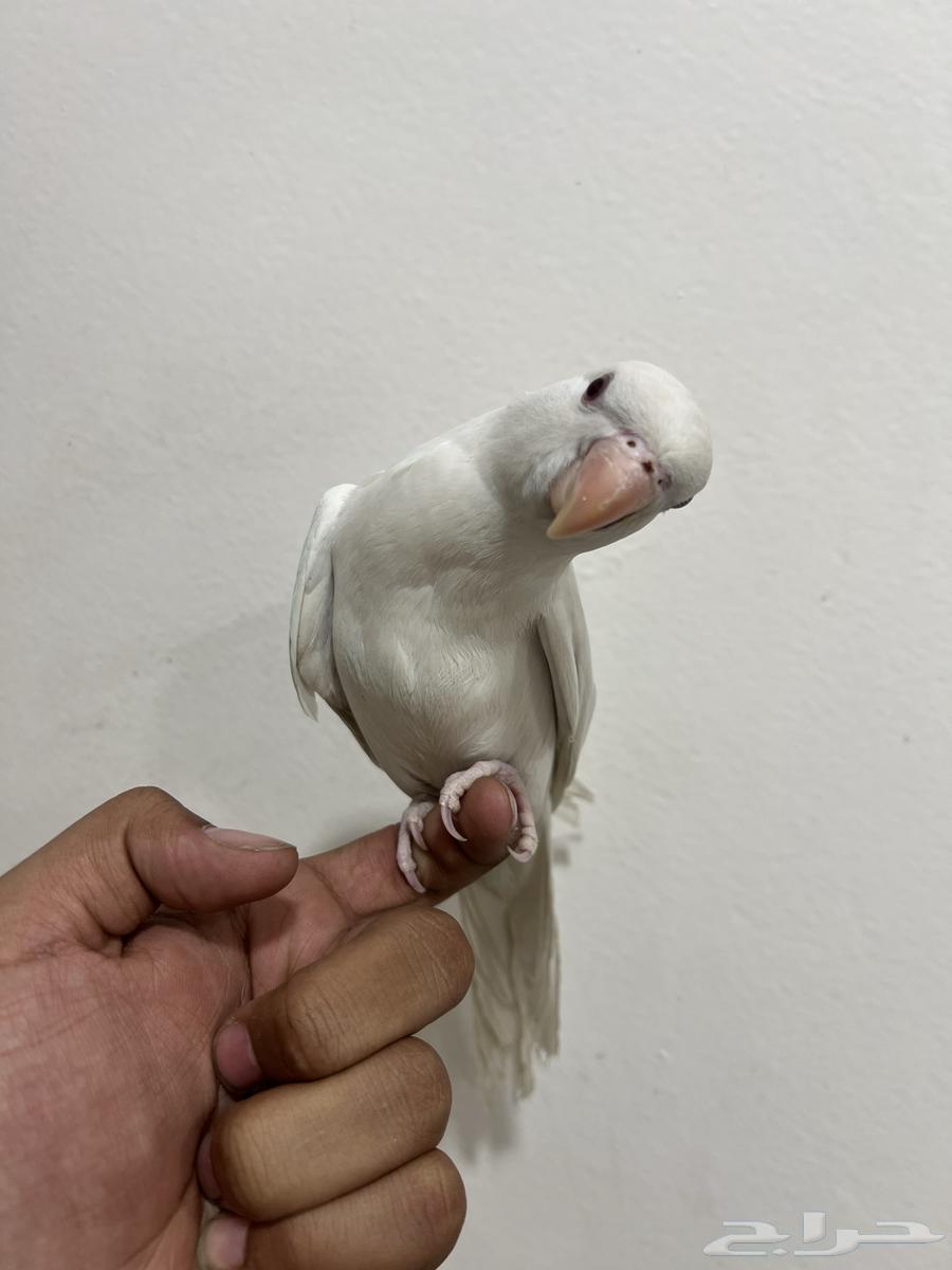 دره البينو اليف للبيع63421991603841111