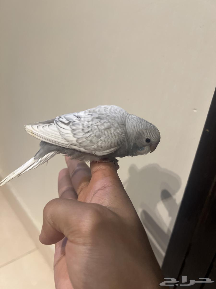 فروخ بادجي على وشك فطام63358664044035111