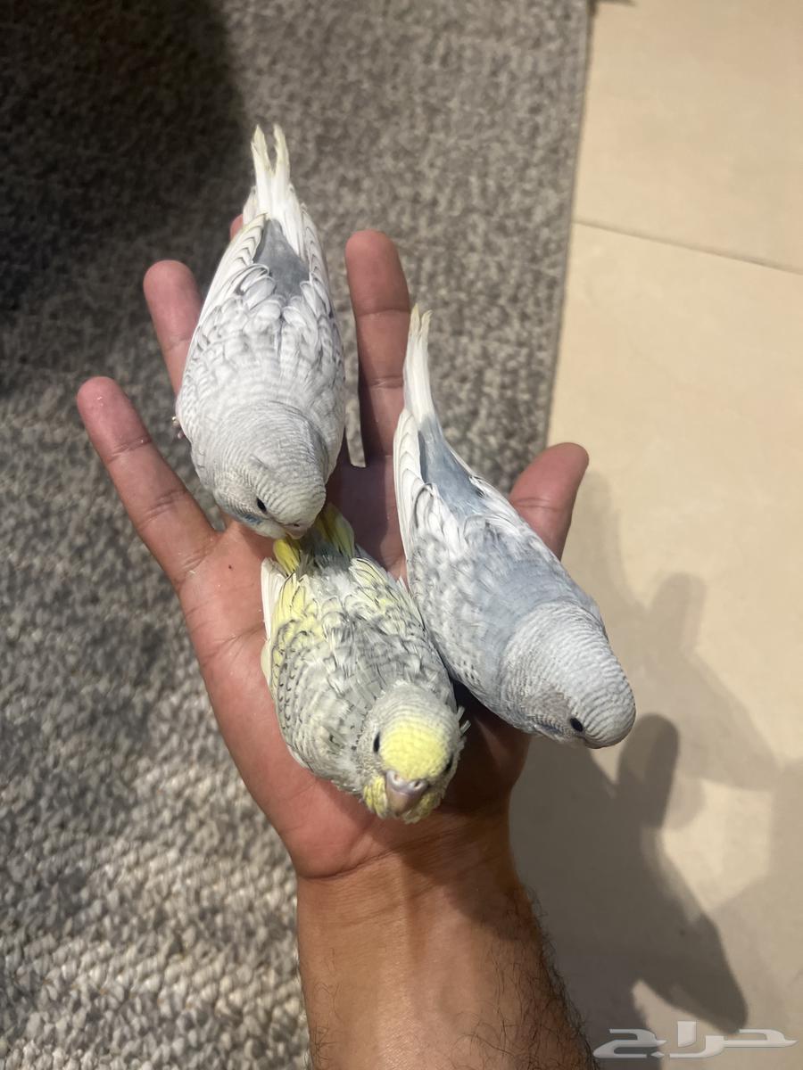 فروخ بادجي على وشك فطام633586640440351121