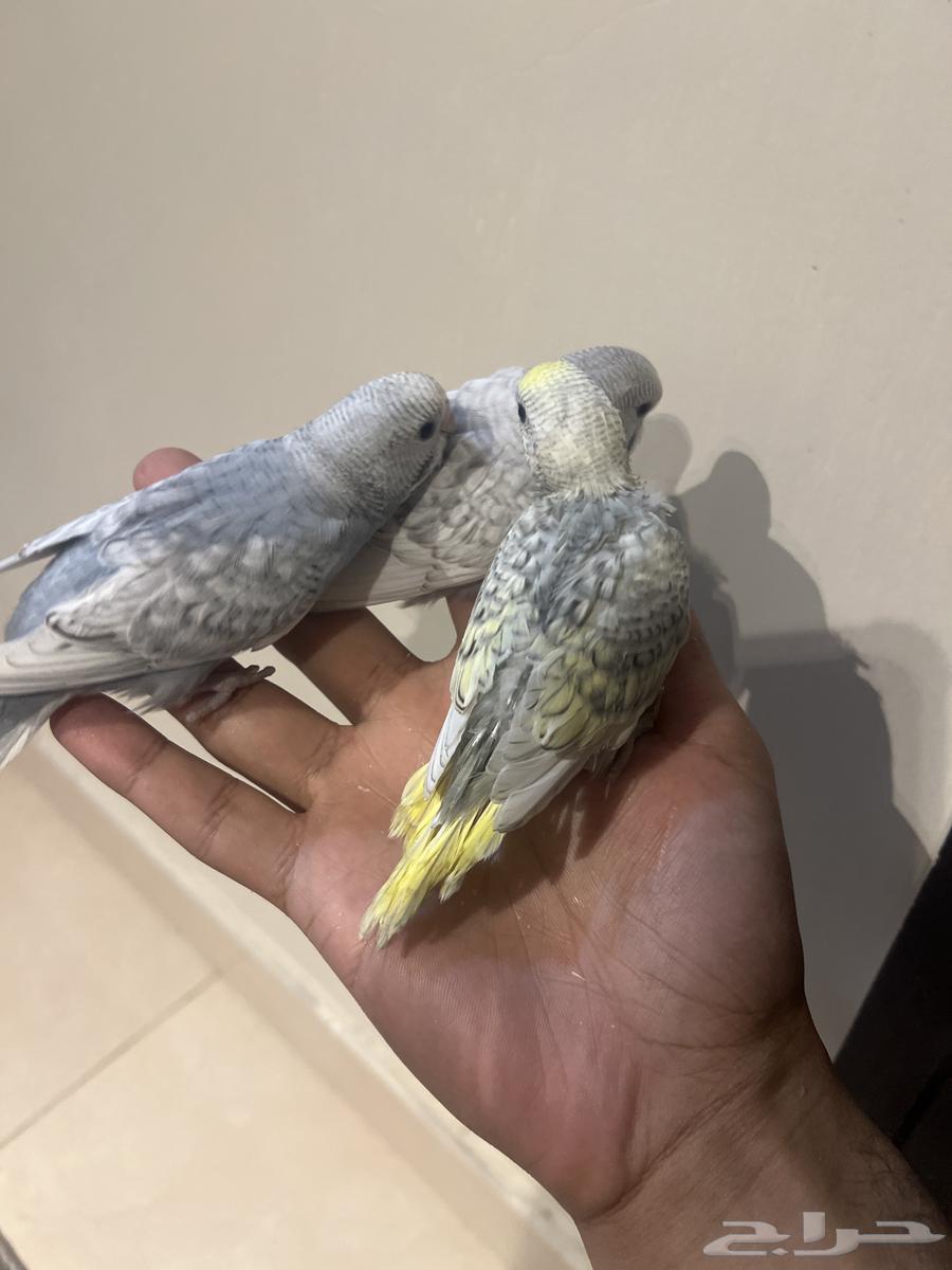 فروخ بادجي على وشك فطام63358664044035114