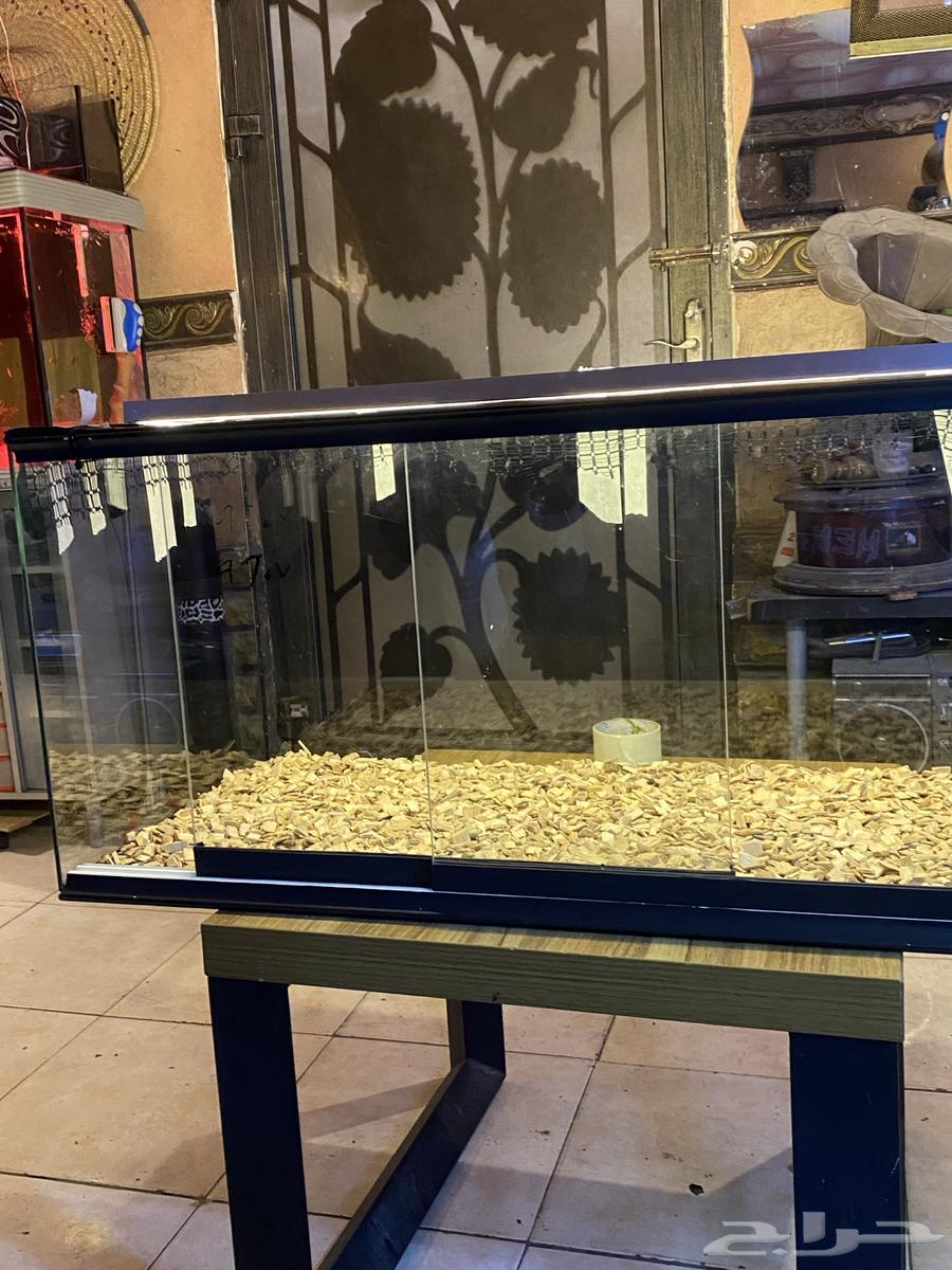 Aquarium Reptiles Fish Details63358269479426111