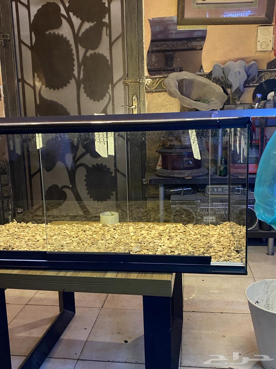 Aquarium Reptiles Fish Details63358269479426112