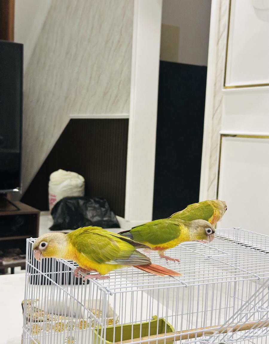 فروخ كنيور اناناس (نهاية غر )63356574209922113