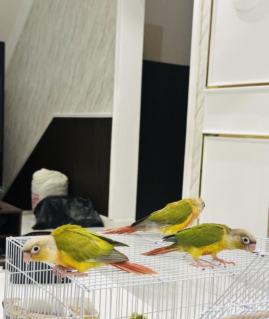 فروخ كنيور اناناس (نهاية غر )63356574209922112
