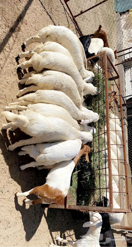 ذبايح موصلة جاهزة63614191115778114