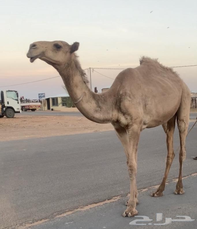 مفروده طيبه بيع 5500 تم البيع63359709186435113
