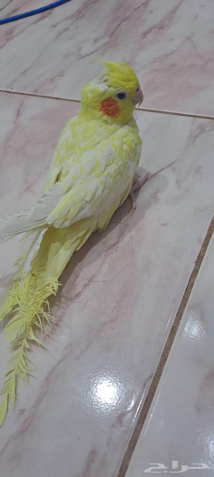 كروان للبيع63409860873601111