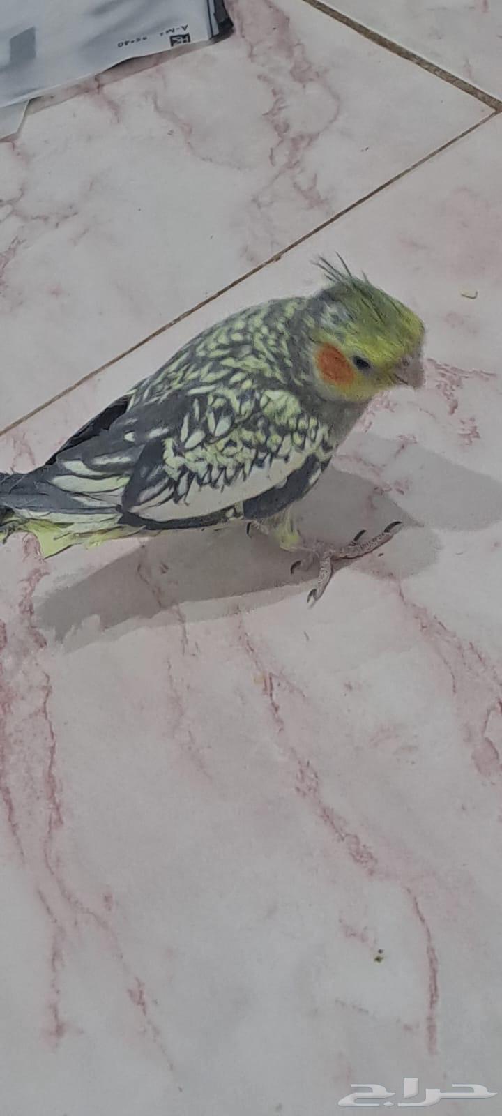 كروان للبيع63409860873601114