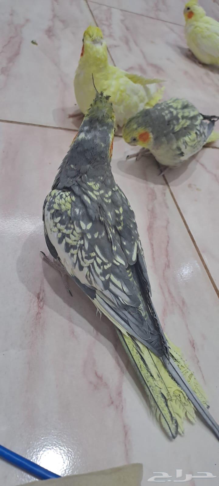 كروان للبيع63409860873601113