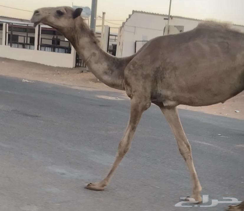 مفروده طيبه بيع 5500 تم البيع63359709186435114
