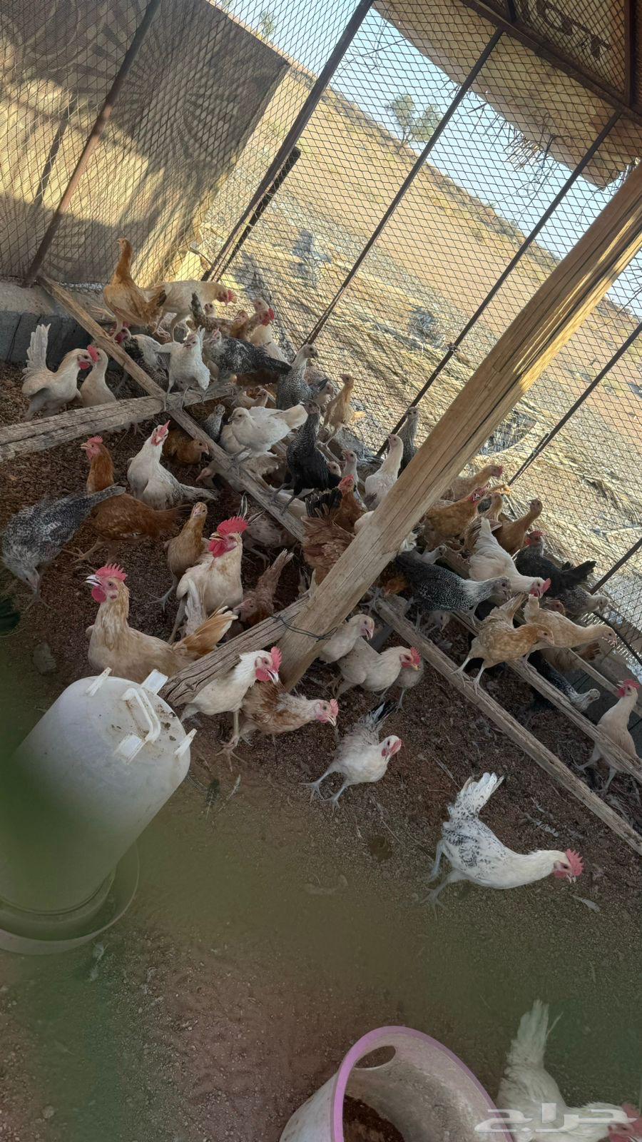 Derja poultry63055609913985111