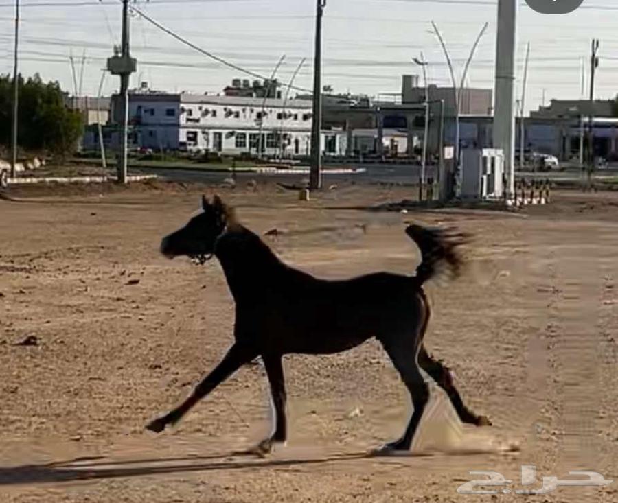 حصان شعبي العمر سنتين وشهر63353961412866111