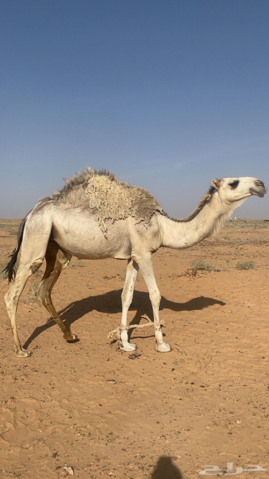 بكره باتليه شقحا حقه للبيع على جميع الشروط63350852933761113