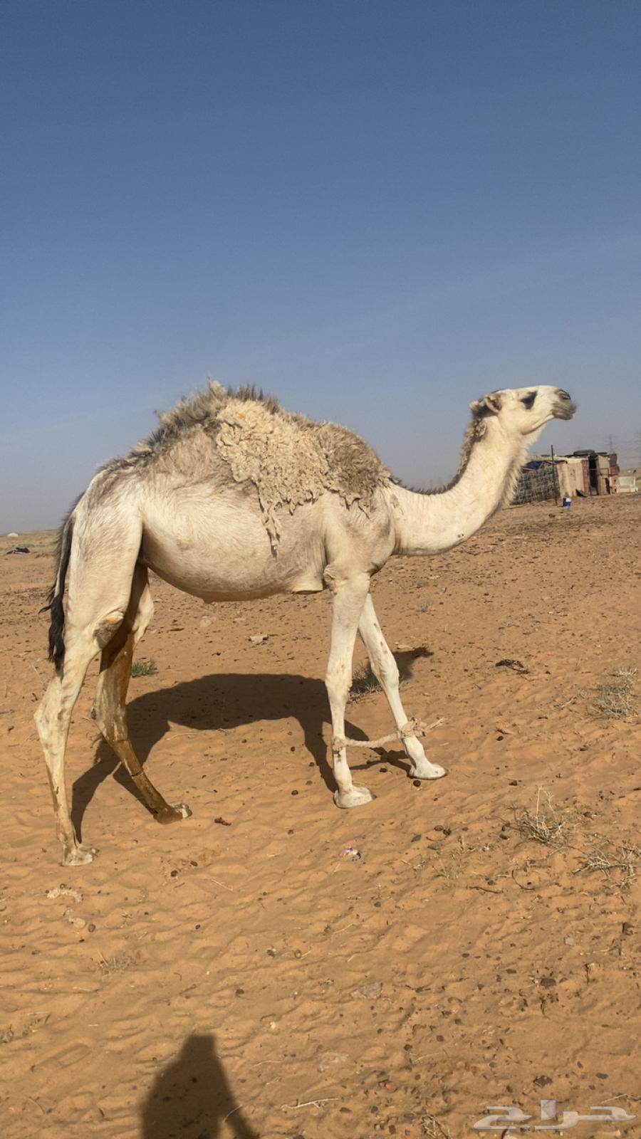 بكره باتليه شقحا حقه للبيع على جميع الشروط63350852933761112