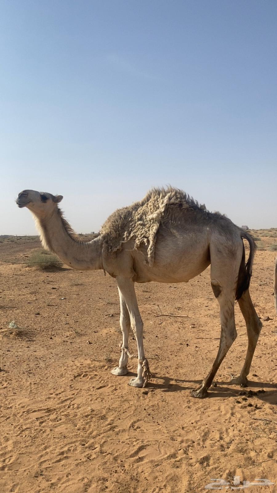 بكره باتليه شقحا حقه للبيع على جميع الشروط63350852933761111