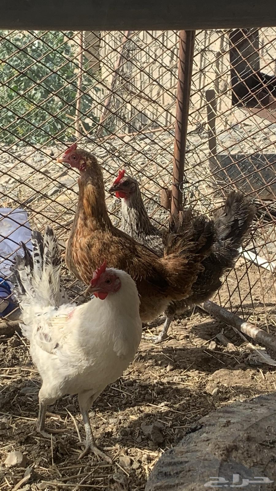 Local chicken63346329753089110