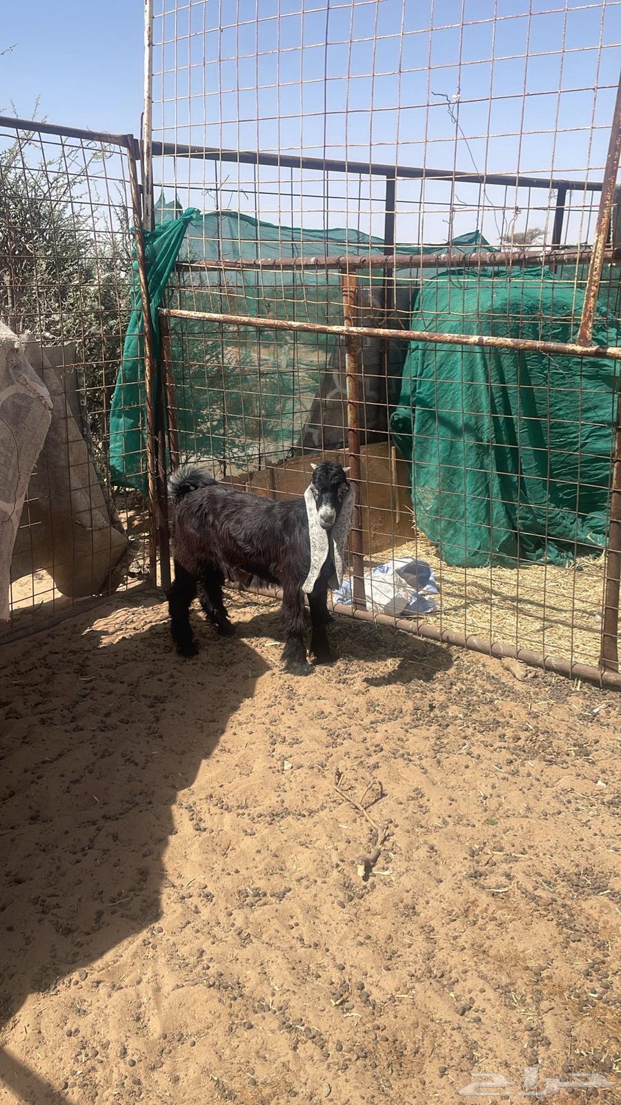 Goat category week63170157875459114