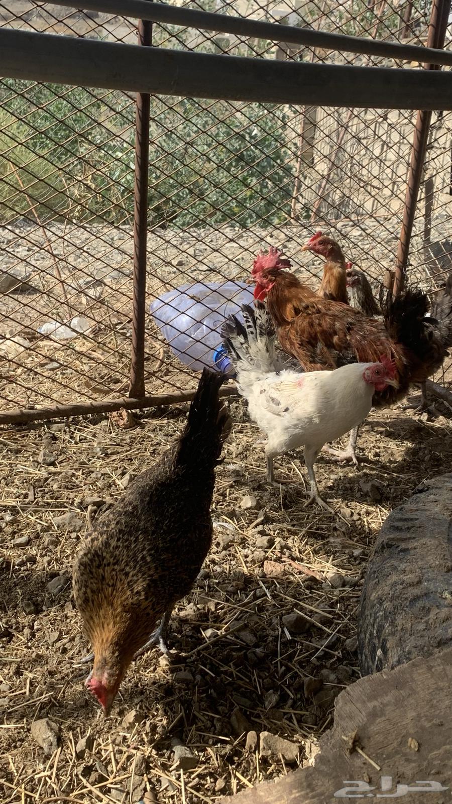 Local chicken63346329753089113