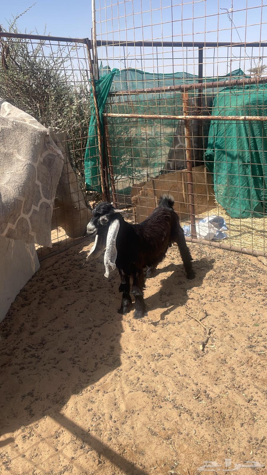 Goat category week63170157875459113