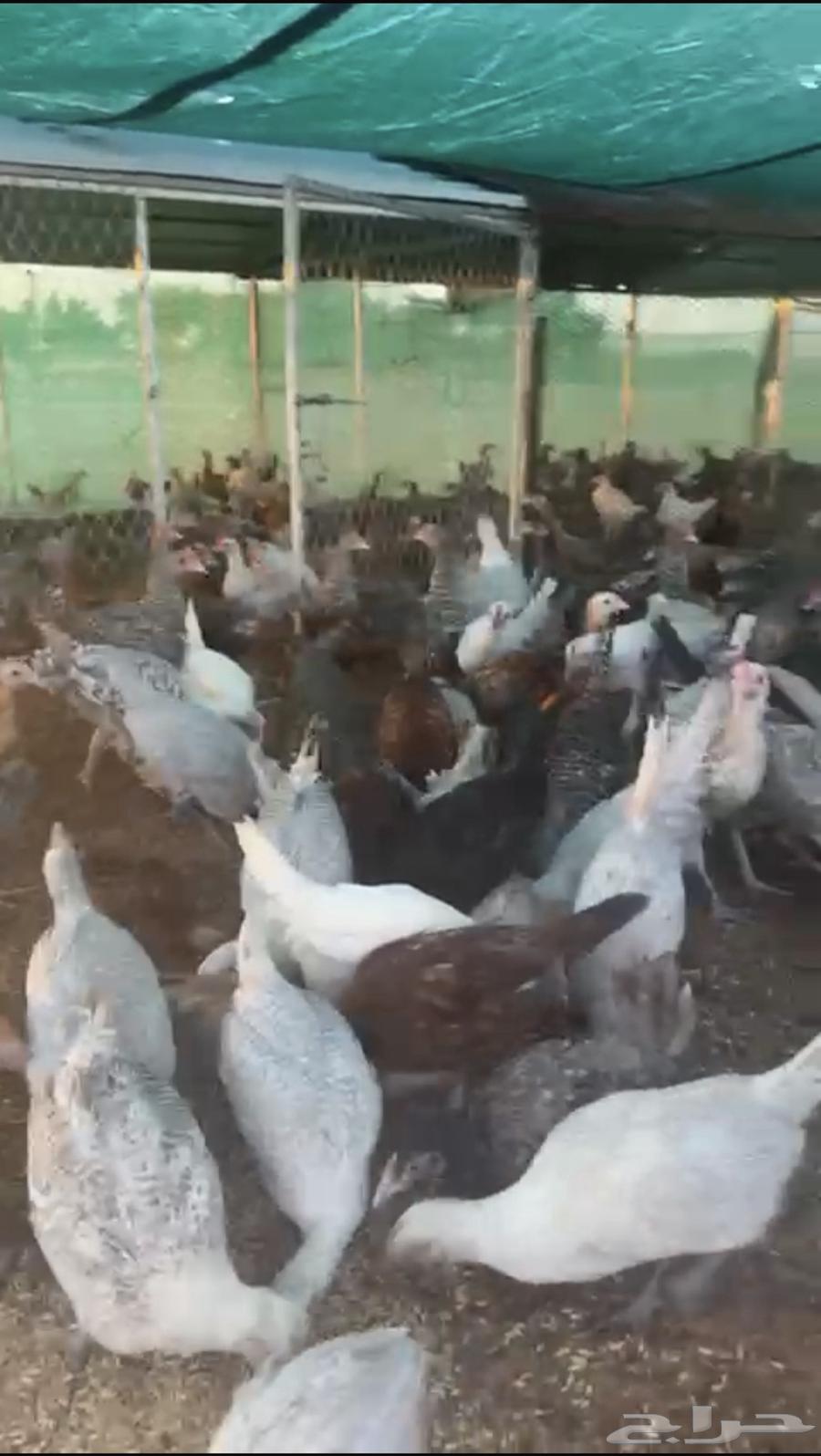 Birds63347287362945112
