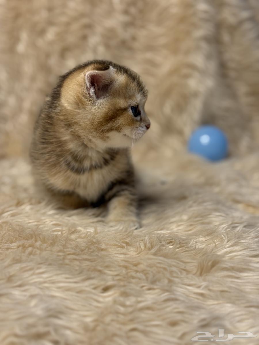 Scottish Bengal Maks Katinz63350915405570111